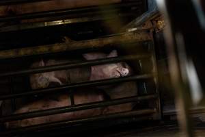 Pigs being gassed in carbon dioxide gas chamber - Photographed by an investigator hidden inside the top of the chamber during operation. - Captured at Australian Food Group Abattoir, Laverton North VIC Australia.