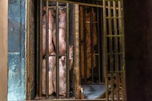 Pigs being gassed in carbon dioxide gas chamber - Photographed by an investigator hidden inside the top of the chamber during operation. - Captured at Australian Food Group Abattoir, Laverton North VIC Australia.