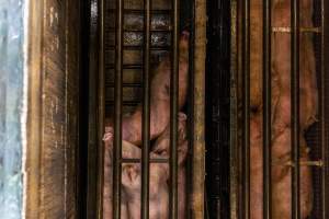 Pigs being gassed in carbon dioxide gas chamber - Photographed by an investigator hidden inside the top of the chamber during operation. - Captured at Australian Food Group Abattoir, Laverton North VIC Australia.