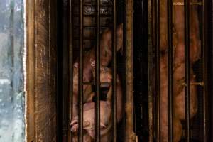 Pigs being gassed in carbon dioxide gas chamber - Photographed by an investigator hidden inside the top of the chamber during operation. - Captured at Australian Food Group Abattoir, Laverton North VIC Australia.