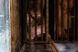 Pigs being gassed in carbon dioxide gas chamber - Photographed by an investigator hidden inside the top of the chamber during operation. - Captured at Australian Food Group Abattoir, Laverton North VIC Australia.