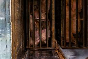 Pigs being gassed in carbon dioxide gas chamber - Photographed by an investigator hidden inside the top of the chamber during operation. - Captured at Australian Food Group Abattoir, Laverton North VIC Australia.