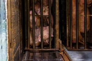 Pigs being gassed in carbon dioxide gas chamber - Photographed by an investigator hidden inside the top of the chamber during operation. - Captured at Australian Food Group Abattoir, Laverton North VIC Australia.