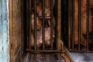 Pigs being gassed in carbon dioxide gas chamber - Photographed by an investigator hidden inside the top of the chamber during operation. - Captured at Australian Food Group Abattoir, Laverton North VIC Australia.