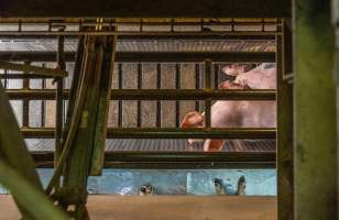 Pigs entering gondola in carbon dioxide gas chamber - Photographed by an investigator hidden inside the top of the chamber during operation. - Captured at Australian Food Group Abattoir, Laverton North VIC Australia.