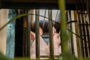 Pigs entering gondola in carbon dioxide gas chamber - Photographed by an investigator hidden inside the top of the chamber during operation. - Captured at Australian Food Group Abattoir, Laverton North VIC Australia.