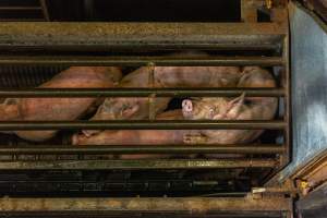 Pigs being gassed in carbon dioxide gas chamber - Photographed by an investigator hidden inside the top of the chamber during operation. - Captured at Australian Food Group Abattoir, Laverton North VIC Australia.