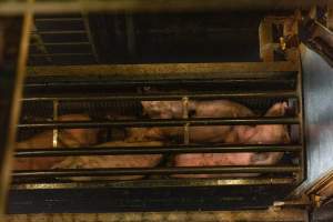 Pigs being gassed in carbon dioxide gas chamber - Photographed by an investigator hidden inside the top of the chamber during operation. - Captured at Australian Food Group Abattoir, Laverton North VIC Australia.