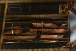 Pigs being gassed in carbon dioxide gas chamber - Photographed by an investigator hidden inside the top of the chamber during operation. - Captured at Australian Food Group Abattoir, Laverton North VIC Australia.