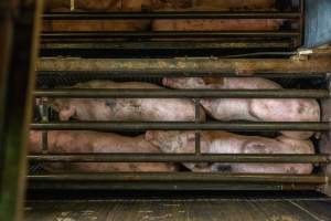 Pigs being gassed in carbon dioxide gas chamber - Photographed by an investigator hidden inside the top of the chamber during operation. - Captured at Australian Food Group Abattoir, Laverton North VIC Australia.