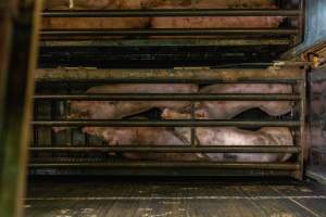 Pigs being gassed in carbon dioxide gas chamber - Photographed by an investigator hidden inside the top of the chamber during operation. - Captured at Australian Food Group Abattoir, Laverton North VIC Australia.