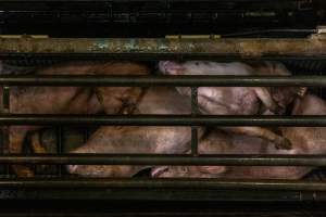 Pigs being gassed in carbon dioxide gas chamber - Photographed by an investigator hidden inside the top of the chamber during operation. - Captured at Australian Food Group Abattoir, Laverton North VIC Australia.