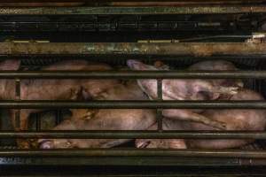 Pigs being gassed in carbon dioxide gas chamber - Photographed by an investigator hidden inside the top of the chamber during operation. - Captured at Australian Food Group Abattoir, Laverton North VIC Australia.