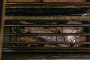 Pigs being gassed in carbon dioxide gas chamber - Photographed by an investigator hidden inside the top of the chamber during operation. - Captured at Australian Food Group Abattoir, Laverton North VIC Australia.