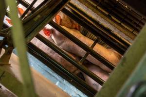 Pigs being gassed in carbon dioxide gas chamber - Photographed by an investigator hidden inside the top of the chamber during operation. - Captured at Australian Food Group Abattoir, Laverton North VIC Australia.