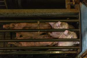 Pigs being gassed in carbon dioxide gas chamber - Photographed by an investigator hidden inside the top of the chamber during operation. - Captured at Australian Food Group Abattoir, Laverton North VIC Australia.