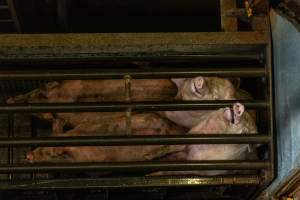 Pigs being gassed in carbon dioxide gas chamber - Photographed by an investigator hidden inside the top of the chamber during operation. - Captured at Australian Food Group Abattoir, Laverton North VIC Australia.