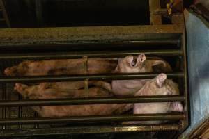 Pigs being gassed in carbon dioxide gas chamber - Photographed by an investigator hidden inside the top of the chamber during operation. - Captured at Australian Food Group Abattoir, Laverton North VIC Australia.