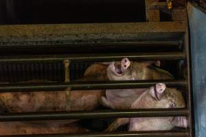 Pigs being gassed in carbon dioxide gas chamber - Photographed by an investigator hidden inside the top of the chamber during operation. - Captured at Australian Food Group Abattoir, Laverton North VIC Australia.