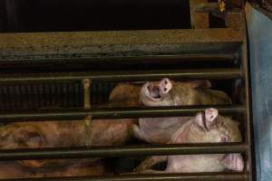 Pigs being gassed in carbon dioxide gas chamber - Photographed by an investigator hidden inside the top of the chamber during operation. - Captured at Australian Food Group Abattoir, Laverton North VIC Australia.