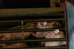 Pigs being gassed in carbon dioxide gas chamber - Photographed by an investigator hidden inside the top of the chamber during operation. - Captured at Australian Food Group Abattoir, Laverton North VIC Australia.