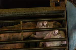 Pigs being gassed in carbon dioxide gas chamber - Photographed by an investigator hidden inside the top of the chamber during operation. - Captured at Australian Food Group Abattoir, Laverton North VIC Australia.