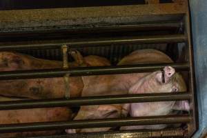 Pigs being gassed in carbon dioxide gas chamber - Photographed by an investigator hidden inside the top of the chamber during operation. - Captured at Australian Food Group Abattoir, Laverton North VIC Australia.