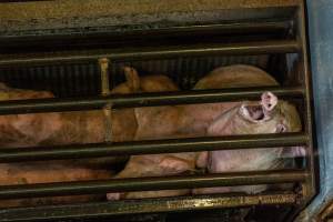 Pigs being gassed in carbon dioxide gas chamber - Photographed by an investigator hidden inside the top of the chamber during operation. - Captured at Australian Food Group Abattoir, Laverton North VIC Australia.