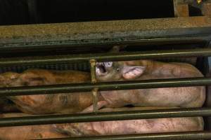 Pigs being gassed in carbon dioxide gas chamber - Photographed by an investigator hidden inside the top of the chamber during operation. - Captured at Australian Food Group Abattoir, Laverton North VIC Australia.