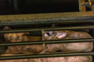 Pigs being gassed in carbon dioxide gas chamber - Photographed by an investigator hidden inside the top of the chamber during operation. - Captured at Australian Food Group Abattoir, Laverton North VIC Australia.