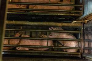 Pigs being gassed in carbon dioxide gas chamber - Photographed by an investigator hidden inside the top of the chamber during operation. - Captured at Australian Food Group Abattoir, Laverton North VIC Australia.