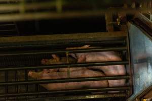 Pigs being gassed in carbon dioxide gas chamber - Photographed by an investigator hidden inside the top of the chamber during operation. - Captured at Australian Food Group Abattoir, Laverton North VIC Australia.