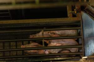 Pigs being gassed in carbon dioxide gas chamber - Photographed by an investigator hidden inside the top of the chamber during operation. - Captured at Australian Food Group Abattoir, Laverton North VIC Australia.