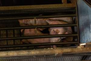 Pigs being gassed in carbon dioxide gas chamber - Photographed by an investigator hidden inside the top of the chamber during operation. - Captured at Australian Food Group Abattoir, Laverton North VIC Australia.