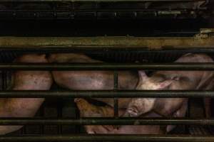 Pigs being gassed in carbon dioxide gas chamber - Photographed by an investigator hidden inside the top of the chamber during operation. - Captured at Australian Food Group Abattoir, Laverton North VIC Australia.