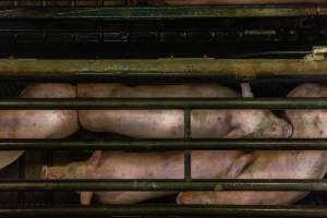 Pigs being gassed in carbon dioxide gas chamber - Photographed by an investigator hidden inside the top of the chamber during operation. - Captured at Australian Food Group Abattoir, Laverton North VIC Australia.