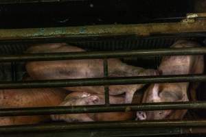 Pigs being gassed in carbon dioxide gas chamber - Photographed by an investigator hidden inside the top of the chamber during operation. - Captured at Australian Food Group Abattoir, Laverton North VIC Australia.