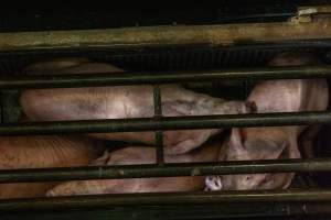 Pigs being gassed in carbon dioxide gas chamber - Photographed by an investigator hidden inside the top of the chamber during operation. - Captured at Australian Food Group Abattoir, Laverton North VIC Australia.