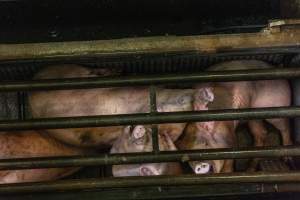 Pigs being gassed in carbon dioxide gas chamber - Photographed by an investigator hidden inside the top of the chamber during operation. - Captured at Australian Food Group Abattoir, Laverton North VIC Australia.