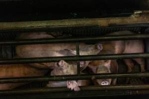 Pigs being gassed in carbon dioxide gas chamber - Photographed by an investigator hidden inside the top of the chamber during operation. - Captured at Australian Food Group Abattoir, Laverton North VIC Australia.