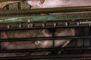 Pigs being gassed in carbon dioxide gas chamber - Photographed by an investigator hidden inside the top of the chamber during operation. - Captured at Australian Food Group Abattoir, Laverton North VIC Australia.