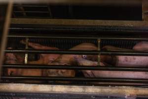 Pigs being gassed in carbon dioxide gas chamber - Photographed by an investigator hidden inside the top of the chamber during operation. - Captured at Australian Food Group Abattoir, Laverton North VIC Australia.