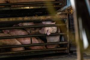 Pigs being gassed in carbon dioxide gas chamber - Photographed by an investigator hidden inside the top of the chamber during operation. - Captured at Australian Food Group Abattoir, Laverton North VIC Australia.