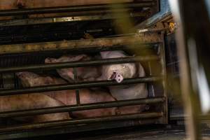 Pigs being gassed in carbon dioxide gas chamber - Photographed by an investigator hidden inside the top of the chamber during operation. - Captured at Australian Food Group Abattoir, Laverton North VIC Australia.