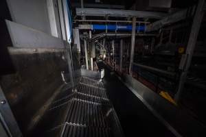 Chamber tip out - Pigs are tipped out of the gas chamber before being hoisted and having their throats slit. - Captured at Diamond Valley Pork, Laverton North VIC Australia.