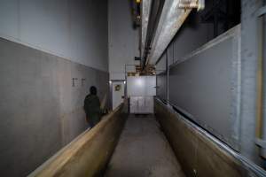 Investigator walking next to race in kill room - An investigator walking to the kill room exit next to the race - Captured at Diamond Valley Pork, Laverton North VIC Australia.