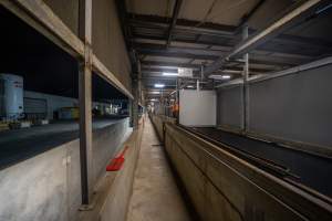 Race, walkway and paddle - Hallway used by workers and race for pigs leading from the holding pens into the kill room - Captured at Diamond Valley Pork, Laverton North VIC Australia.