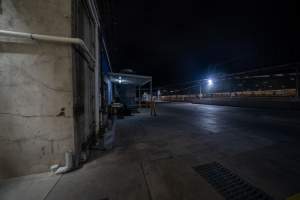 A view into the holding pens - A view across over into the holding pens outside Benalla slaughterhouse - Captured at Diamond Valley Pork, Laverton North VIC Australia.