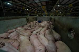 Pigs in holding pens - Captured at Diamond Valley Pork, Laverton North VIC Australia.