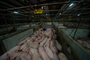 Pigs in holding pens - Captured at Diamond Valley Pork, Laverton North VIC Australia.